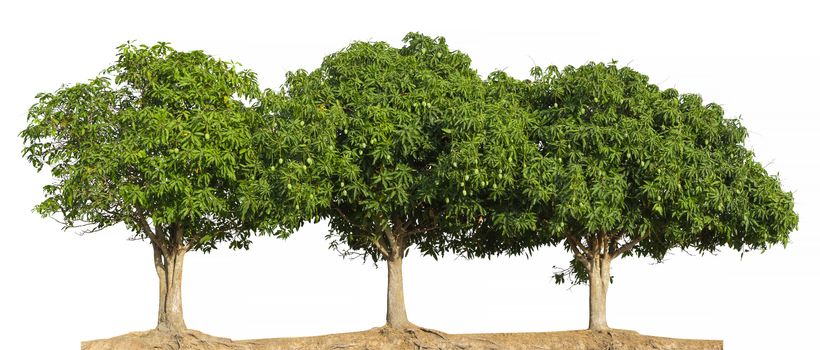 Mango Tree isolated on white background