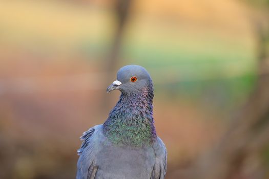 front view portrait of rock pigeon bird photography