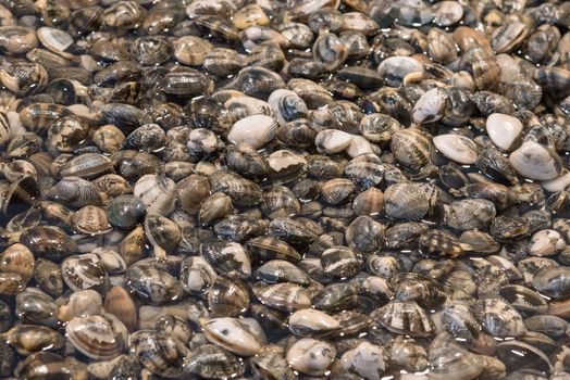 Heap of fresh clams on the fish market