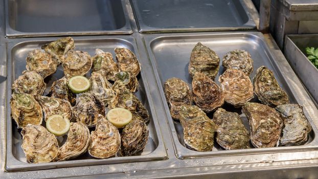 Fresh oysters on the fish market in Catania, Sicily, Italy