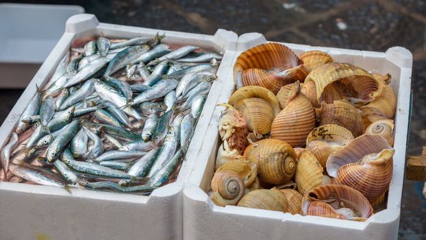 Sprat and sea snails on the fish market in Catania, Sicily, Italy