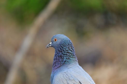 side view portrait of a dove pigeon hd image , bird watching