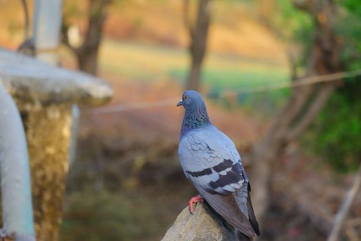 close up of pigeon dove perching on rock