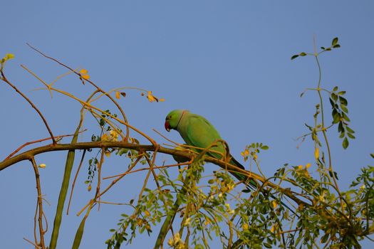 a young green parrot eating jujube fruit on the tree branch