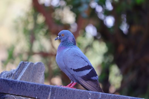 a rock pigeon bird perching on iron grill in the winter season