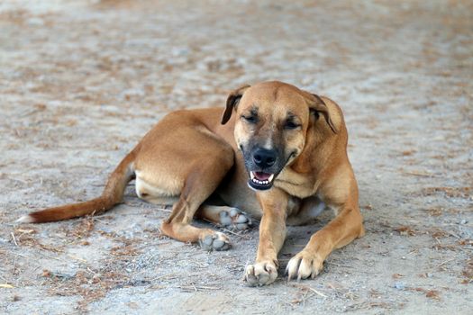 Dog, Brown dog good mood and smiling dog