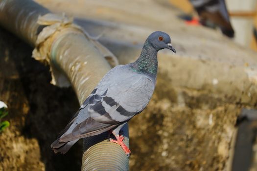 close up of young rock pigeon on the water pipe in Rajasthan