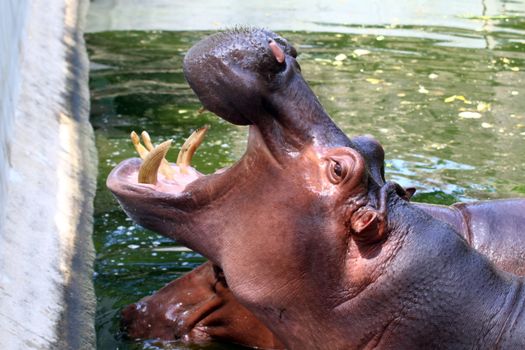 Hippo, Hippopotamus open mouth, Hippopotamus in water close up