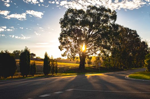 Beautiful scenery of trees and sunbeam light in the evening, natural view background