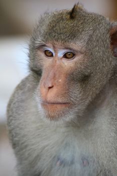 Monkey, Monkey face portrait, Jungle Monkey close up, Monkey Ape