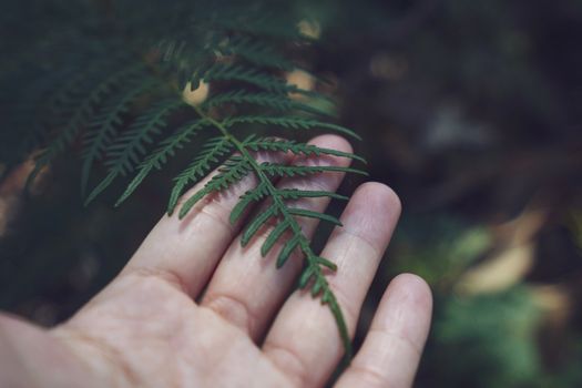 Hand holding green leaf in the nature forest, spring concept