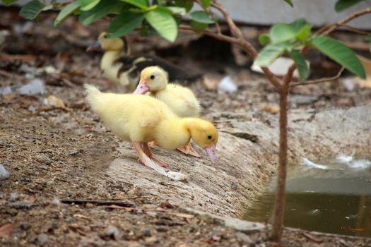 duck, baby duck happy in countryside style