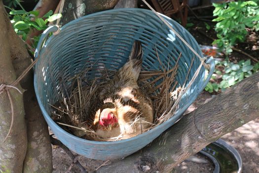 Hens are incubating eggs in the nest