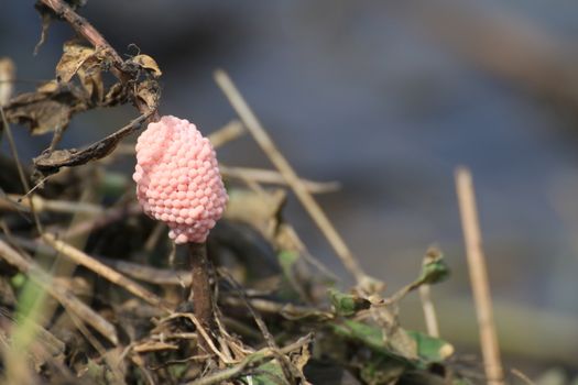 Egg shells Cherries in rice farm nature, Snail pink eggs or Pomacea canaliculata, eggs of golden apple snail