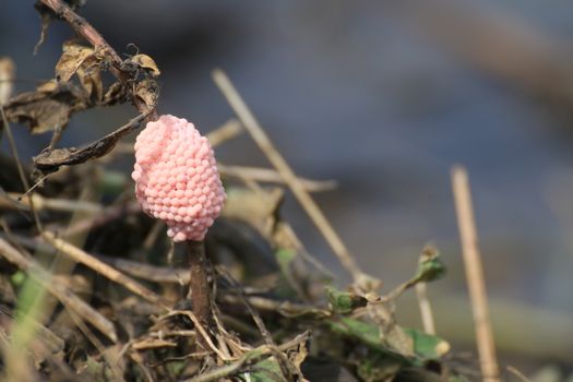 Egg shells Cherries in rice farm nature, Snail pink eggs or Pomacea canaliculata, eggs of golden apple snail