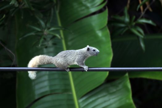 squirrel, chipmunk walk or run slow climb power lines in the morning