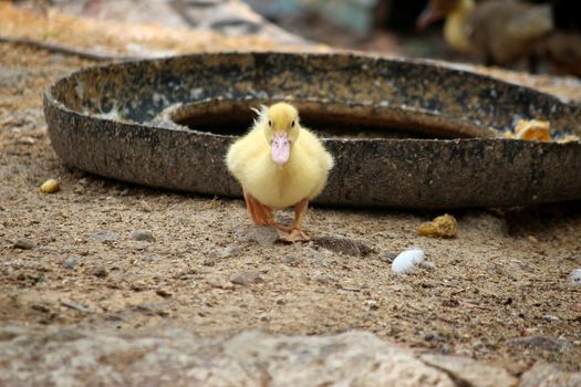 duck, baby duck happy in countryside style