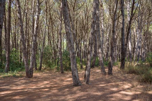 View of mediterranean pine forest on a sunny day