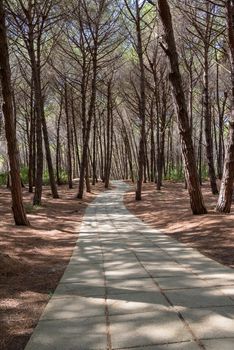 View of alley in the mediterranean pine forest on a sunny day