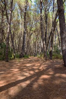 View of mediterranean pine forest on a sunny day