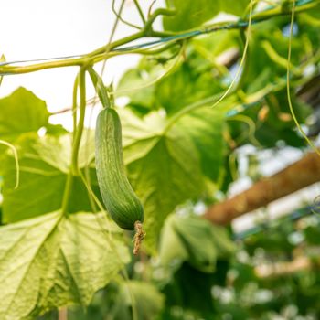 green cucumbers growing in a greenhouse on the farm, healthy vegetables without pesticide, organic product.