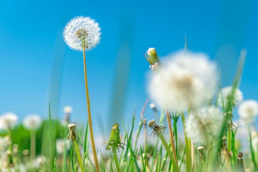 dandelions on a green field in summer time.