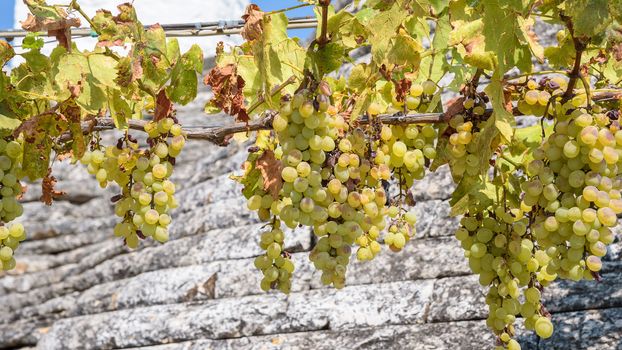 White vines with grapes ripening in the Italian sun