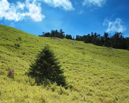 Beautiful alpine shrubs and a lone fir tree
