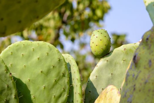 Unripe opuntia ficus-indica on a cactus plant