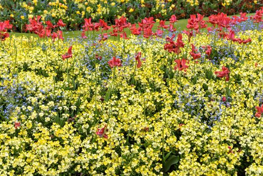 Floral background made of colorful blooming flowers