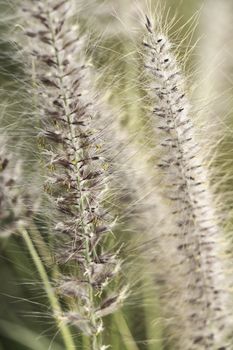 Spring grass natural background