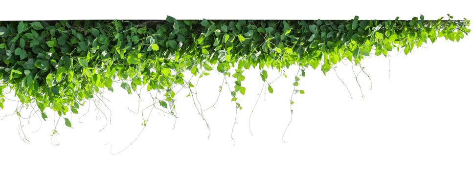 vine plants isolate on white background