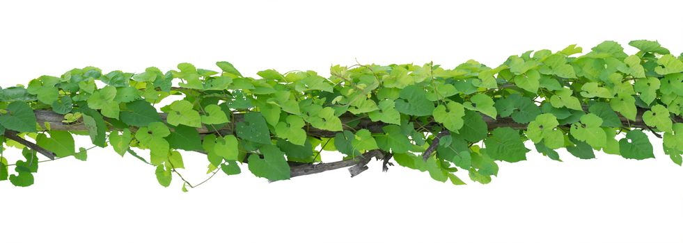 Vine Plant leaves tropic, bush foliage tree isolated on white background have clipping path