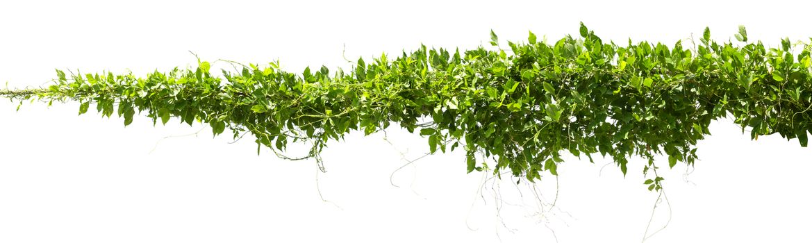 vine plants isolate on white background