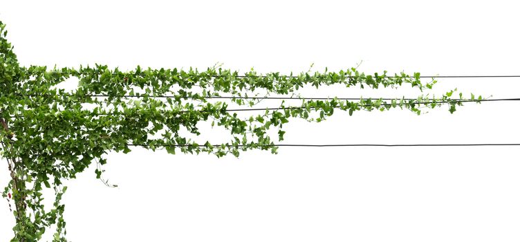 Vines on poles, plant isolated on white