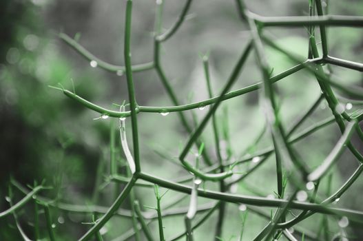 Water drops on green grass. Morning nature background