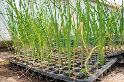 onion seedlings in a greenhouse on an organic farm.