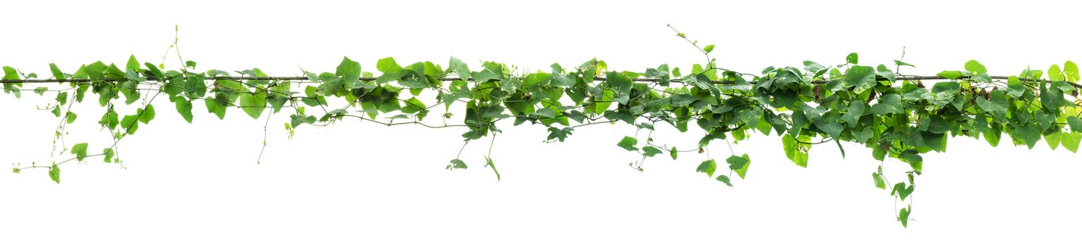 Vines on poles, plant on white background