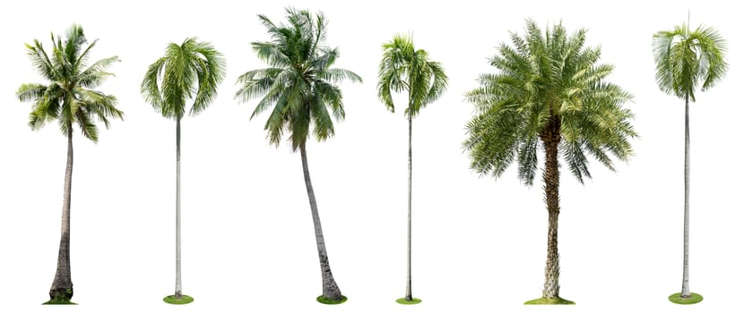 Palm trees isolated collection on white background