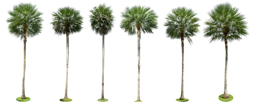 Palm trees isolated collection on white background