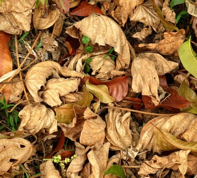 Dried leaves in various shades of brown cover the forest floor.