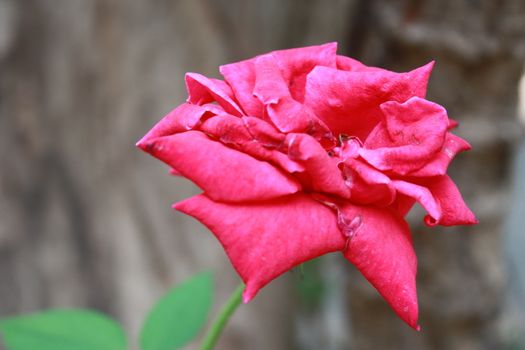 Red Rose