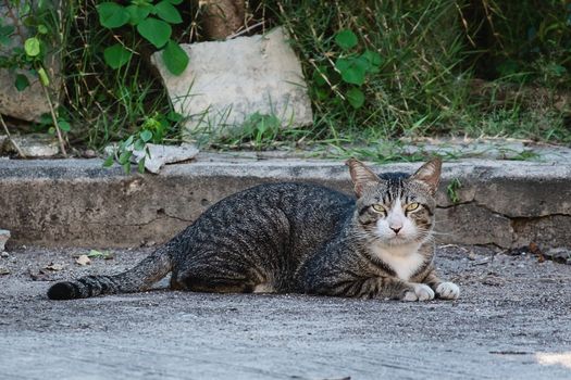 The cat lying down on the street for pet and animal concept