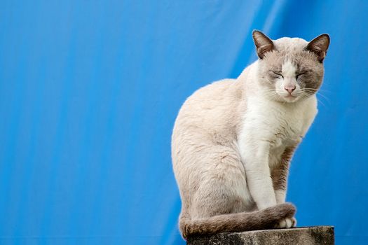 The cat sitting on the fence of the house against blue canvas background for pet and animal concept