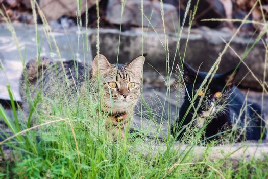 Two cat sitting in the grass for pet and animal concept