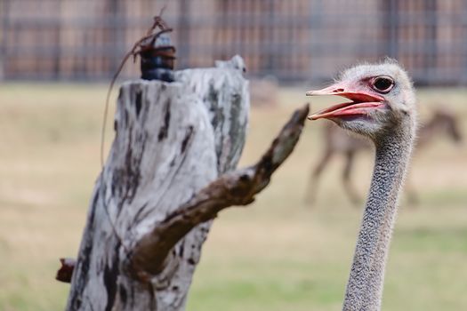 Head of Ostrich against green natural background for animal and wildlife concept