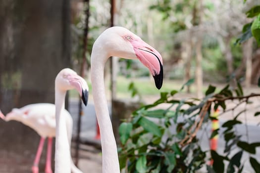 Head of Flamingo for animal and nature concept