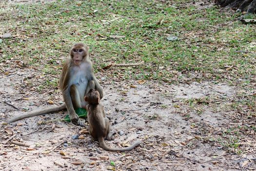 Monkey with baby sitting in the nature for animal and wildlife concept