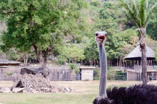 Ostrich against green natural background for animal concept