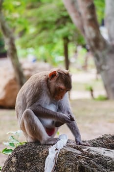 Monkey sitting on the stone for animal and wildlife concept